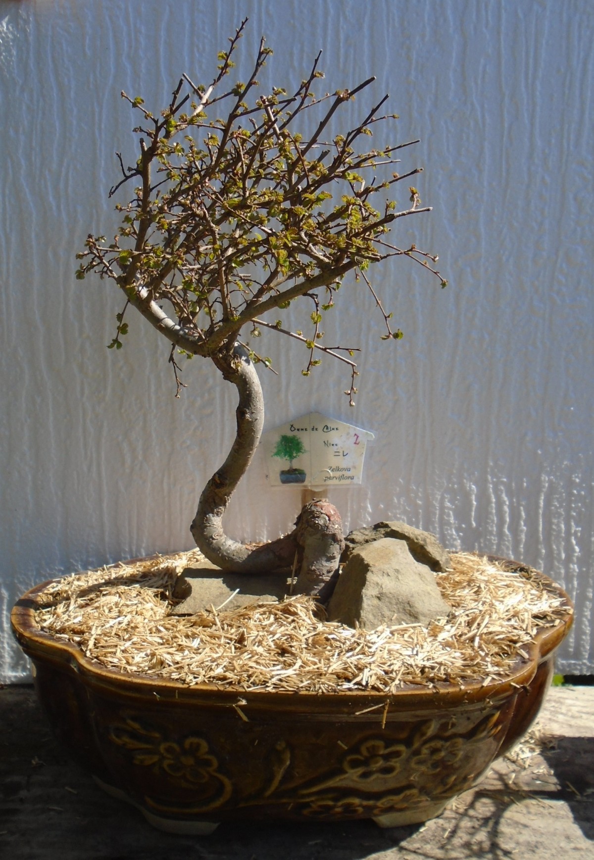 Quelques photos de mes bonsaïs (ou bébés arbres).